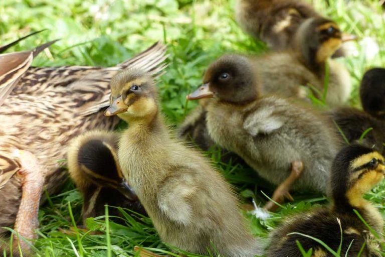 Enten Nachwuchs 2017 in unserem Tiergehege