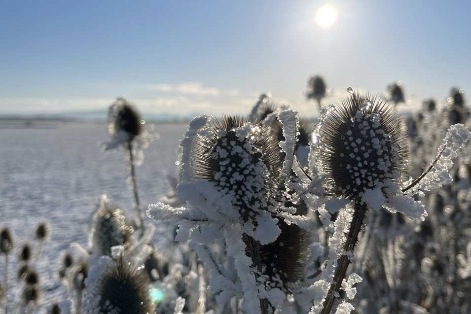 disteln-rhoen-im-winter