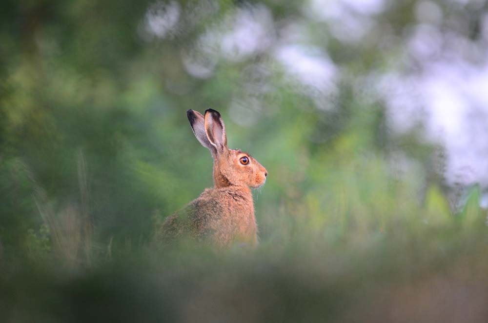 osterhase