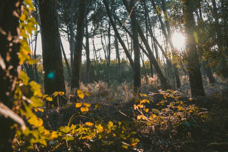 herbst-2025